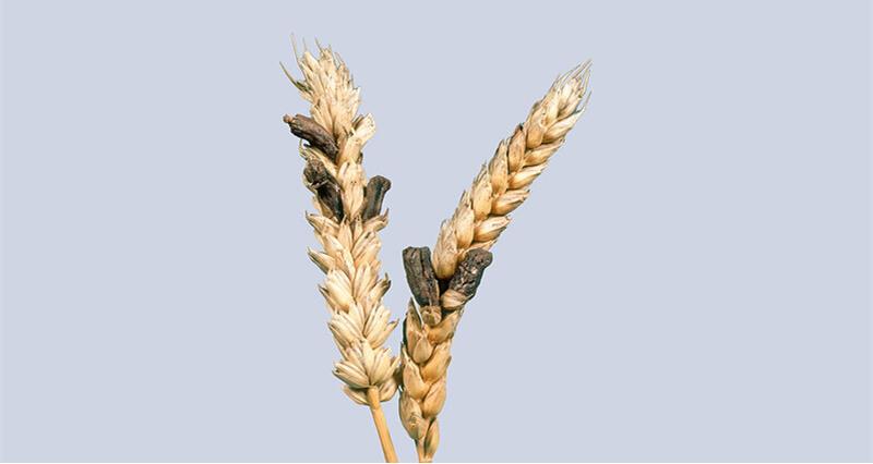 DON ZON mycotoxin trên lúa mì nguy cơ khó lường