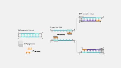 Primer &amp; Probe trong PCR